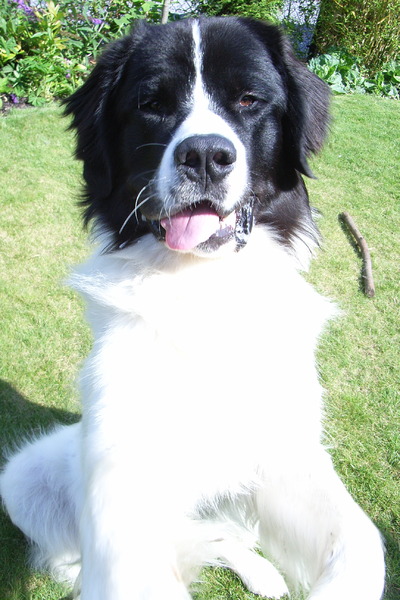 Fedor is ene beetje Goofy.