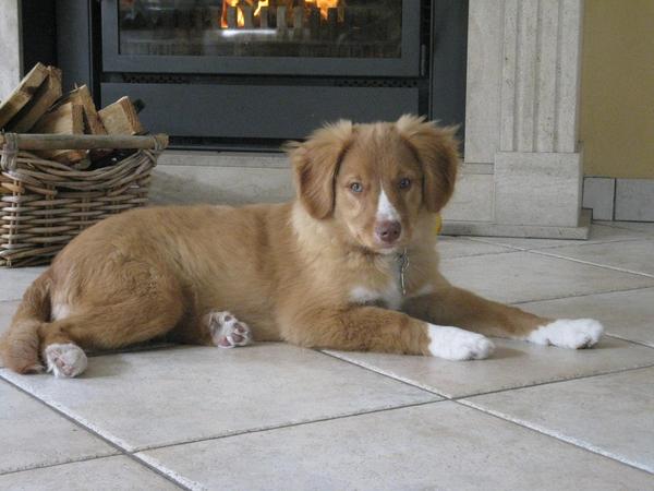 Nova Scotia Duck Tolling Retriever