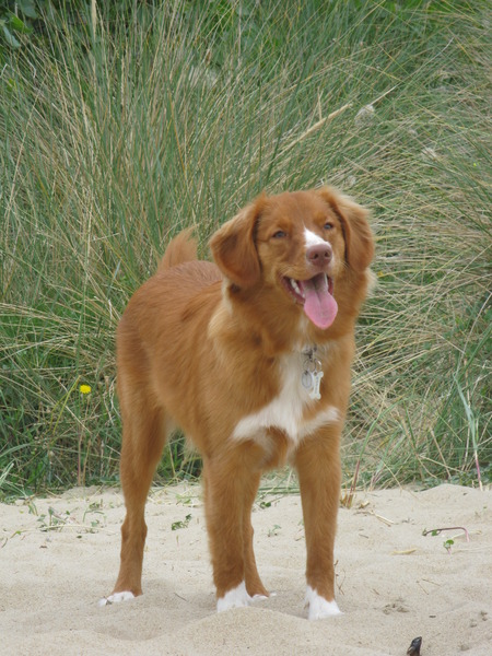 Nova Scotia Duck Tolling Retriever