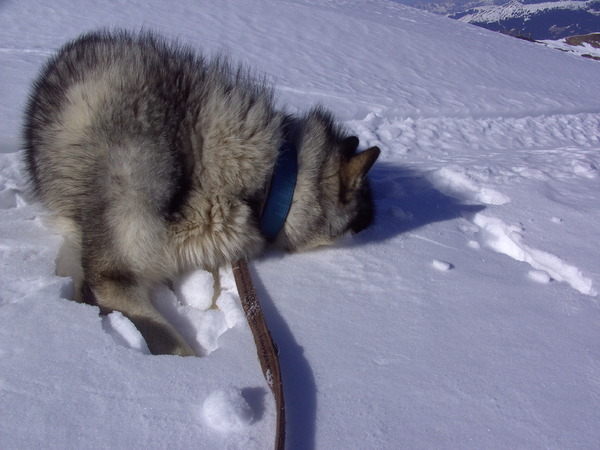 Kiekeboe waar ben ik!