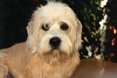 Dandie Dinmont Terriër