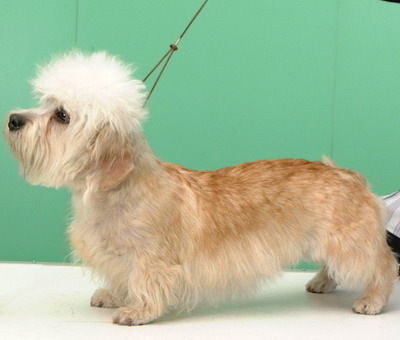 Dandie Dinmont Terriër