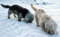 Dandie Dinmont Terriër