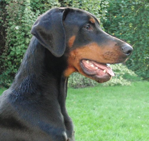 Dobermann