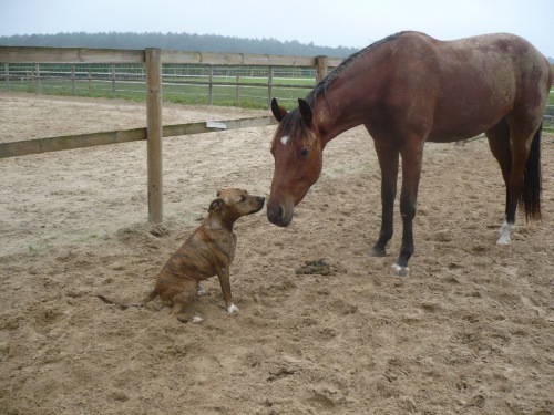 Tja wat een dieren liefde toch weer op deze aarde xD