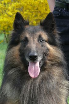 Tervuerense Herder