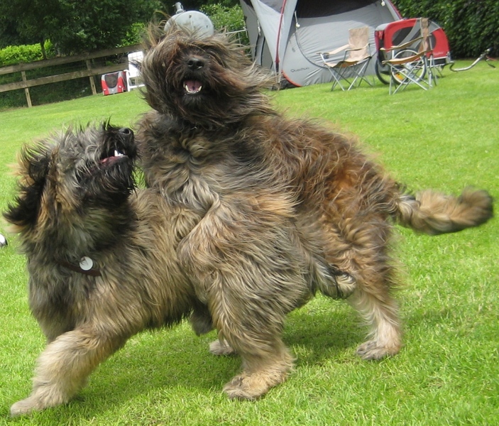 Gos d’Atura Català (Catalaanse herder)