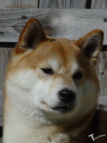 Shiba Inu