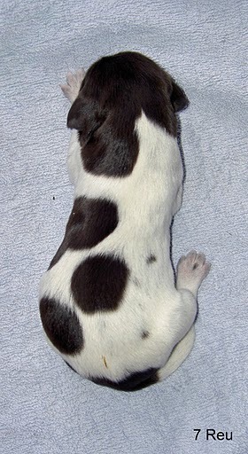 Duitse Staande Hond, Korthaar