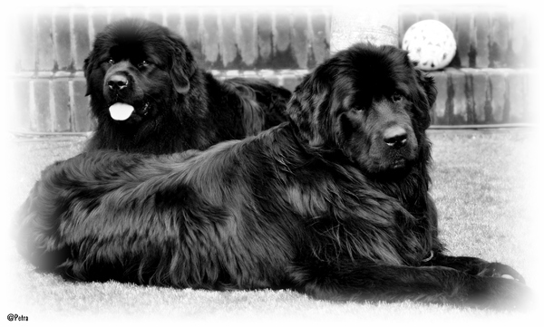 mijn lieve newfdames..Senna en Rossi