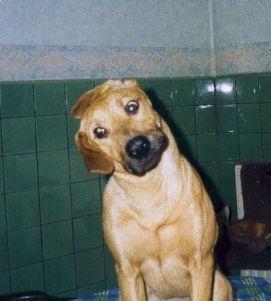 kira scheef op de tafel