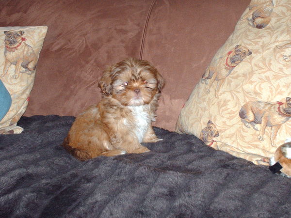 Luna is al heel stoer met haar 8 weken oud.