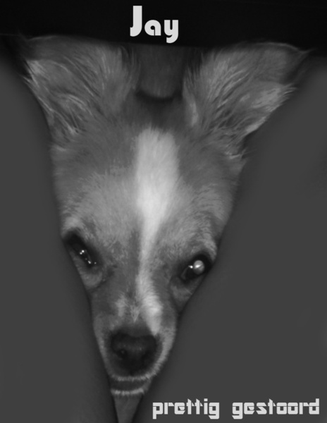 Jay prettig gestoord