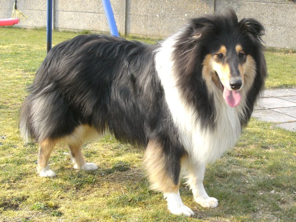 Schotse Herdershond, Langhaar