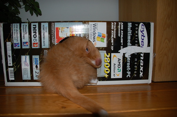 Schuilplek voor de kat