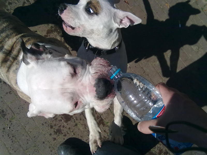 bah wat een smerig water