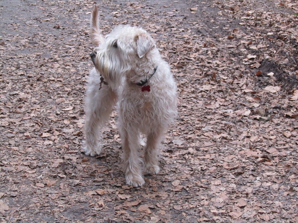 Irish Softcoated Wheaten Terriër