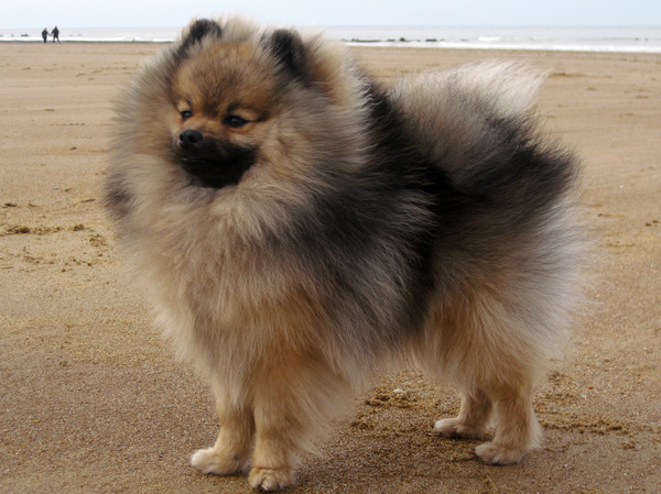 Keeshond, Dwerg