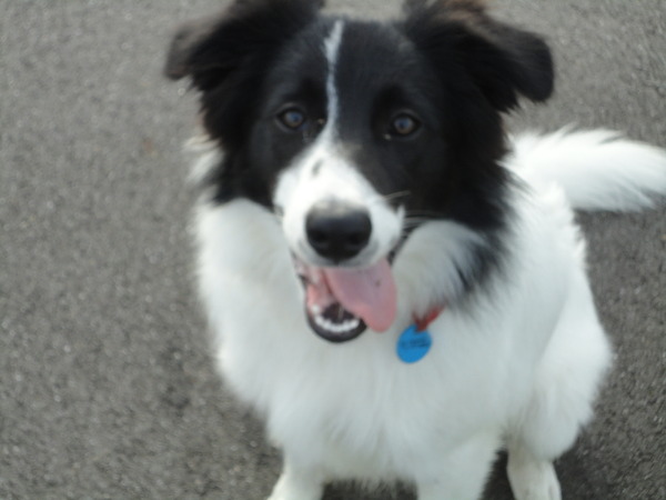 Border Collie