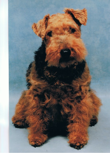 Welsh Terrier
