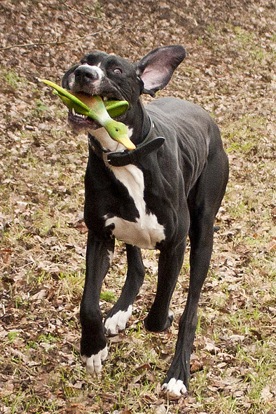 samen vliegen met de eend
