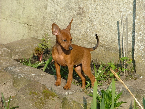 Even de kat uit de boom kijken Angel