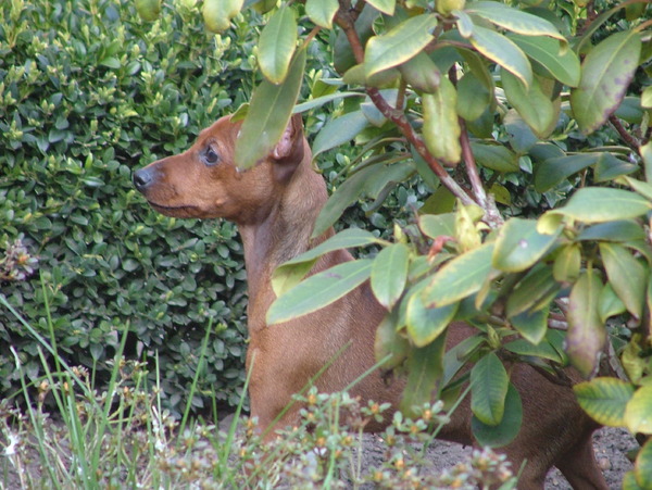 Even naar de duifjes kijken dit is Angel.