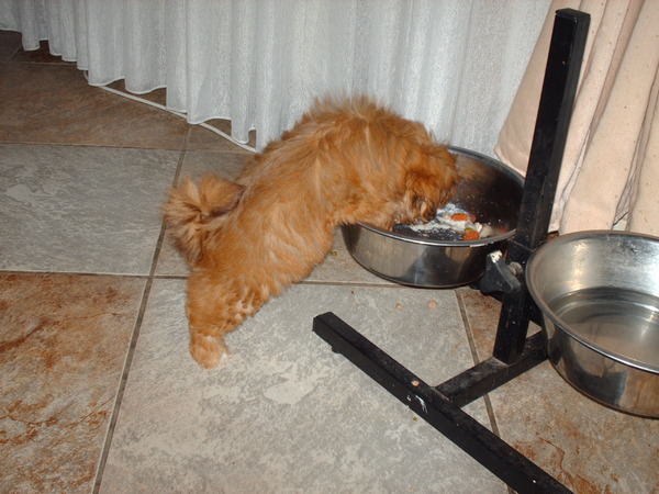 Luna geniet als puppy heerlijk van laika's eten.