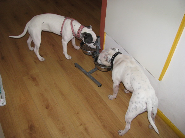 Lady en Ghenghis samen eten 