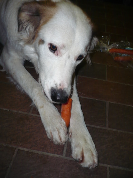 Saltarin is gek op wortelen... 