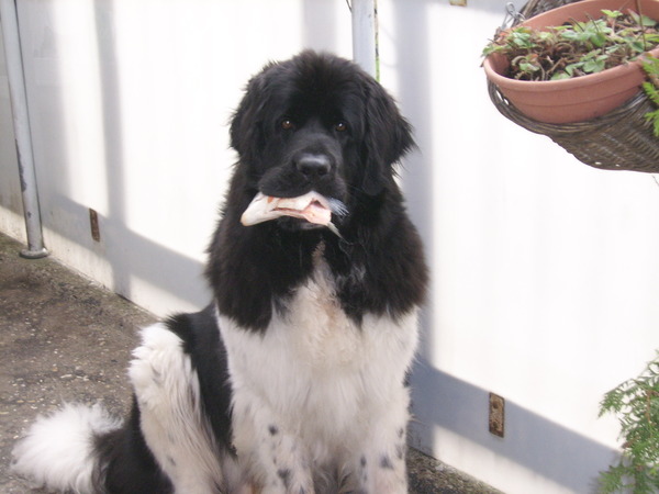 Een smakelijke zalmkop.