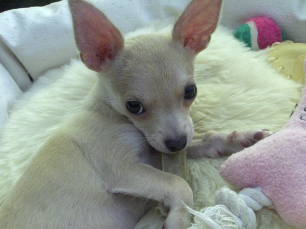 Heerlijk zo een botje!