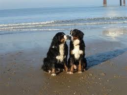 Berner Sennenhond