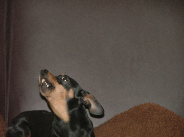 Dit is echt een mislukte foto van Spikey