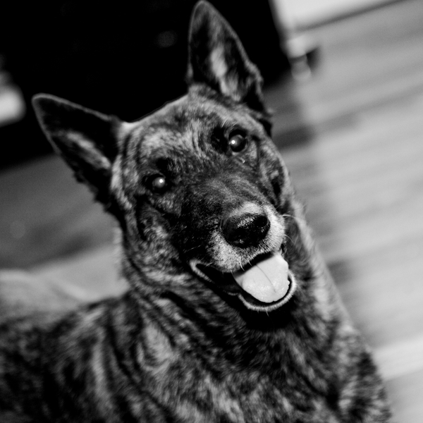 Hollandse Herdershond