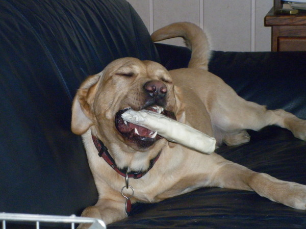 wat een lekkere kluif 