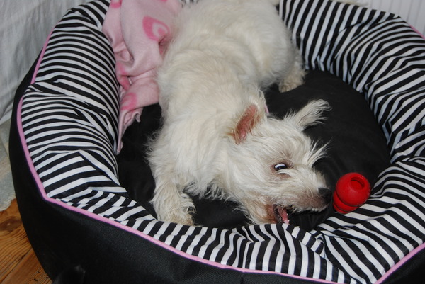 Amy met haar balletje.