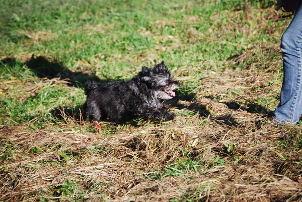 Chelsea in het gras.