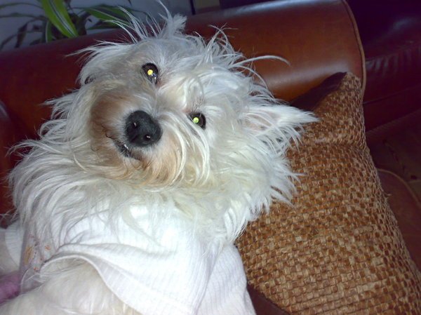 Iggy in een gekke bui.