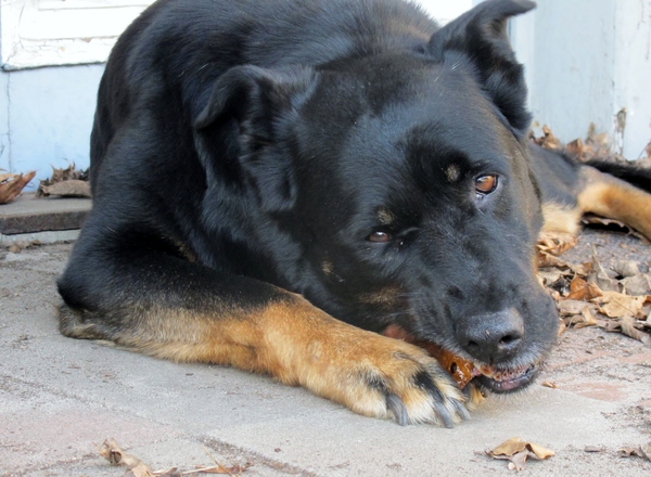 Lola eet een argentijns rundoor in haar eigen tuintje