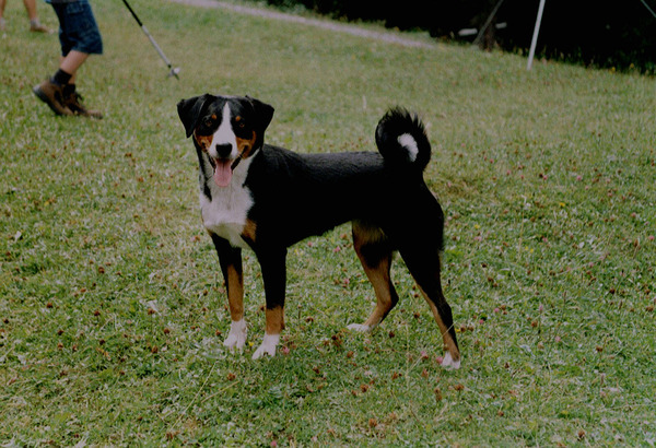 Appenzeller Sennenhond