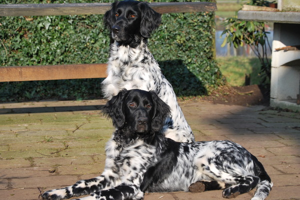 Münsterlander, Grote