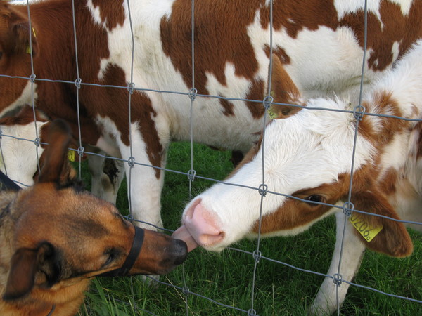 Zoenen met een koe is dat niet stoer?