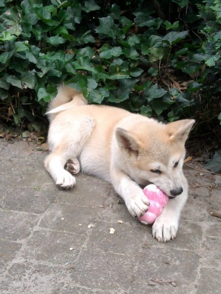 Kita & Kong