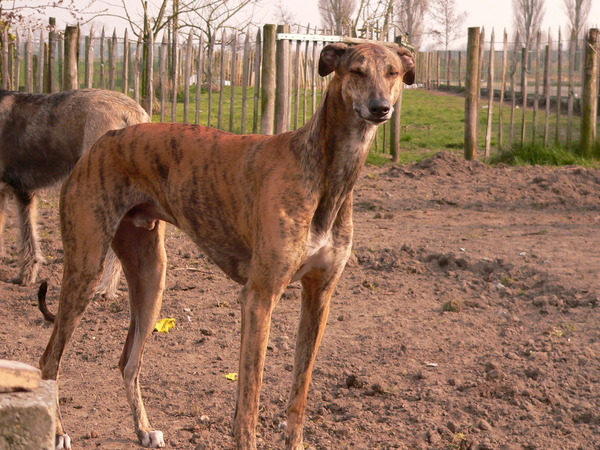 Greyhound