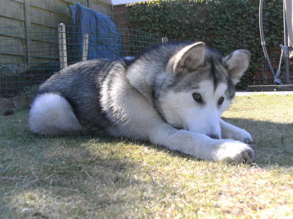 Alaskan Malamute
