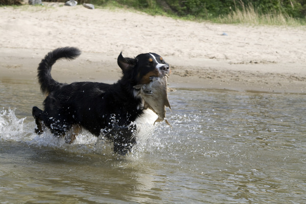Zojuist gevangen.. verser kan niet!!