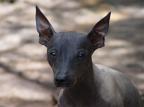 Amerikaanse Naakthond