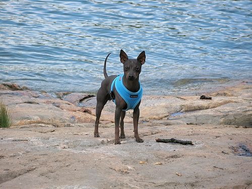 Amerikaanse Naakthond