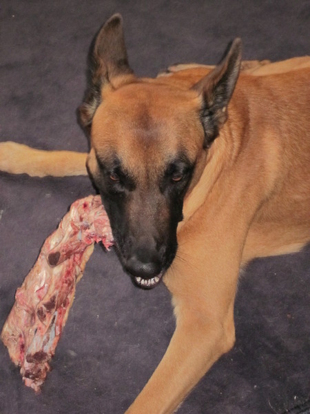 Tibo met een overheerlijke kluif